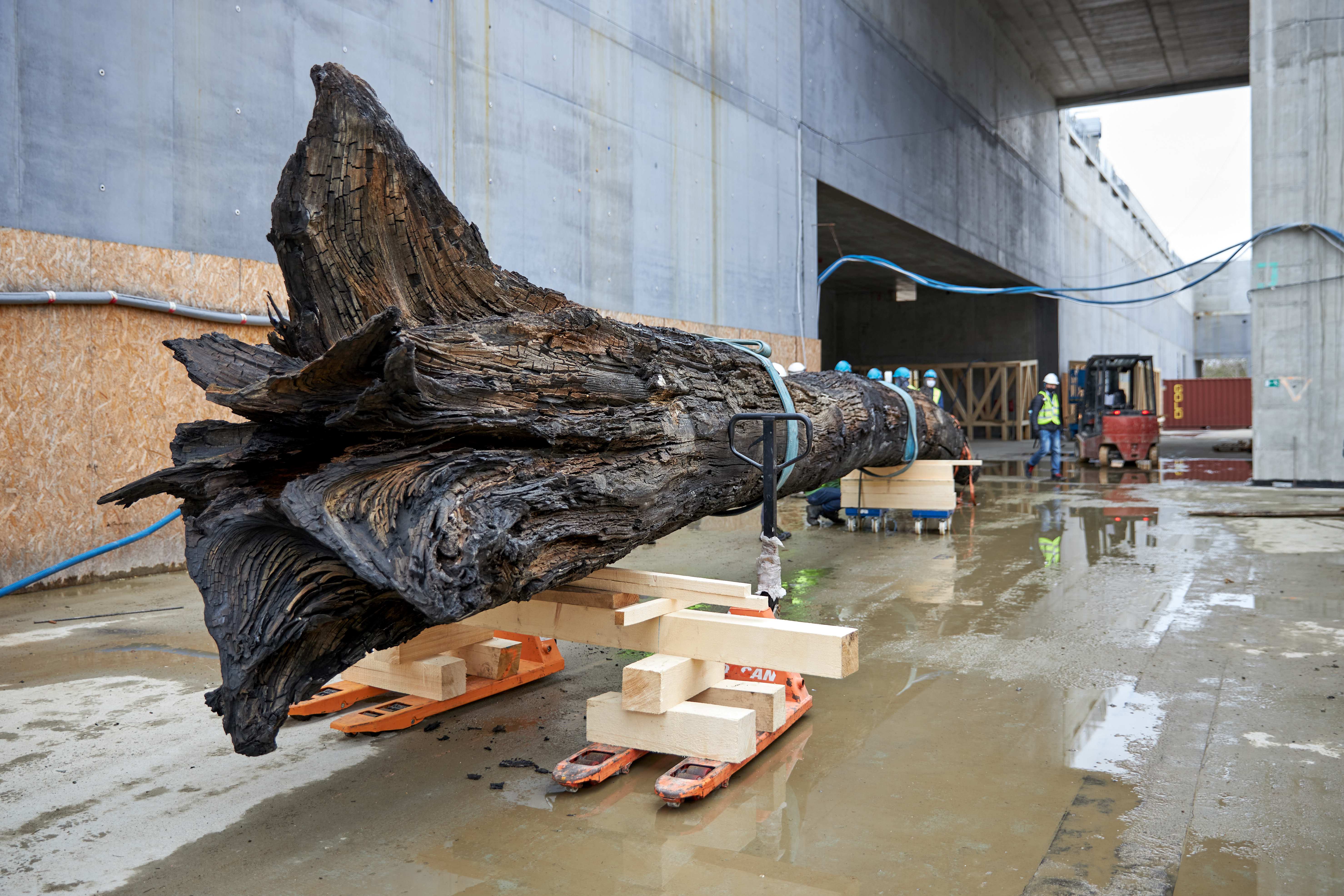The first, large-size exhibits at the MHP permanent exhibition - a thousand-year-old black oak