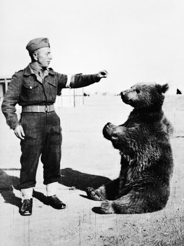 Zdjęcie przedstawia żołnierza i siedzącego obok niedźwiedzia.